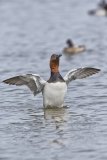 Canvasback, Aythya valisineria