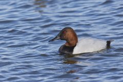 Canvasback, Aythya valisineria