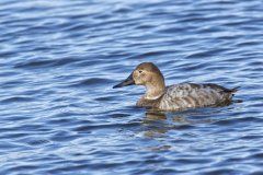 Canvasback, Aythya valisineria