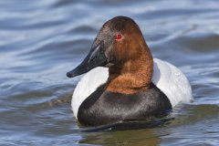 Canvasback, Aythya valisineria