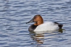 Canvasback, Aythya valisineria