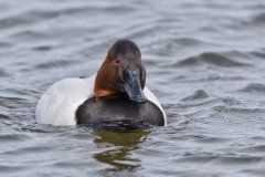 Canvasback, Aythya valisineria