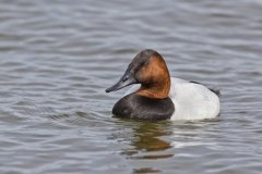 Canvasback, Aythya valisineria