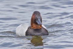 Canvasback, Aythya valisineria