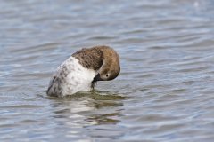 Canvasback, Aythya valisineria