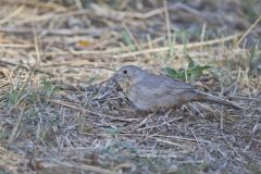 Canyon Towhee, Melozone fusca