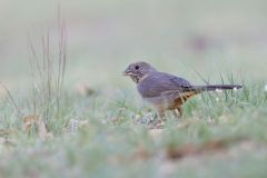 Canyon Towhee, Melozone fusca