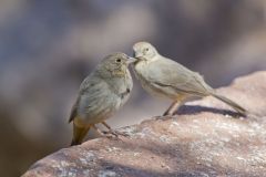 Canyon Towhee, Melozone fusca