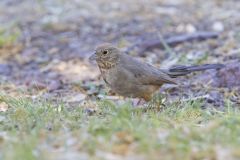 Canyon Towhee, Melozone fusca