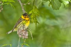 Cape May Warbler