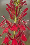 Cardinal Flower, Lobelia cardinalis