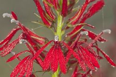 Cardinal Flower