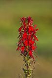 Cardinal Flower, Lobelia cardinalis