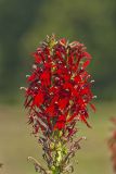 Cardinal Flower, Lobelia cardinalis