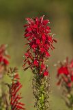 Cardinal Flower, Lobelia cardinalis