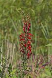 Cardinal Flower, Lobelia cardinalis