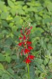 Cardinal Flower, Lobelia cardinalis