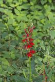 Cardinal Flower, Lobelia cardinalis