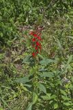 Cardinal Flower, Lobelia cardinalis