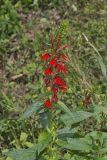 Cardinal Flower, Lobelia cardinalis