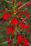 Cardinal Flower, Lobelia cardinalis