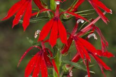 Campanulaceae, Bellflower Family