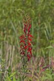 Cardinal Flower, Lobelia cardinalis