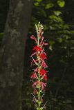 Cardinal Flower, Lobelia cardinalis