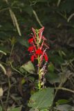 Cardinal Flower, Lobelia cardinalis