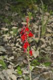 Cardinal Flower, Lobelia cardinalis