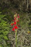 Cardinal Flower, Lobelia cardinalis
