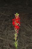 Cardinal Flower, Lobelia cardinalis
