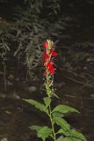 Cardinal Flower, Lobelia cardinalis