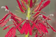 Cardinal Flower, Lobelia cardinalis