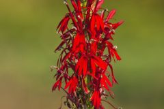 Cardinal Flower, Lobelia cardinalis