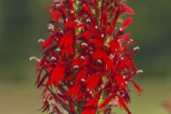 Cardinal Flower, Lobelia cardinalis