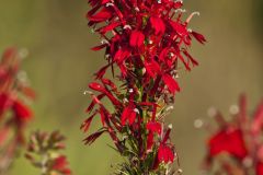 Cardinal Flower, Lobelia cardinalis