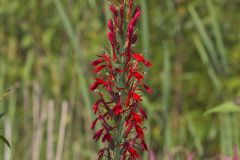 Cardinal Flower, Lobelia cardinalis