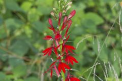 Cardinal Flower, Lobelia cardinalis