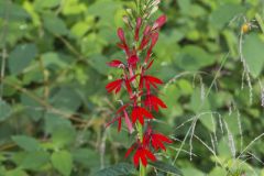 Cardinal Flower, Lobelia cardinalis