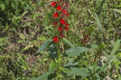 Cardinal Flower, Lobelia cardinalis