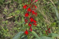 Cardinal Flower, Lobelia cardinalis