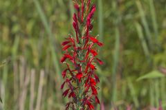 Cardinal Flower, Lobelia cardinalis