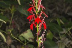 Cardinal Flower, Lobelia cardinalis
