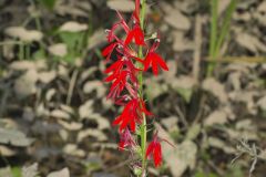 Cardinal Flower, Lobelia cardinalis