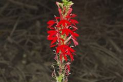 Cardinal Flower, Lobelia cardinalis