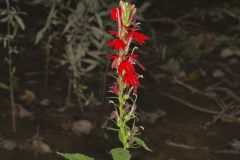 Cardinal Flower, Lobelia cardinalis