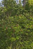 Carolina Allspice, Calycanthus floridus