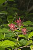 Carolina Allspice, Calycanthus floridus