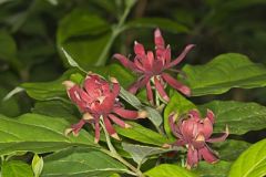 Calycanthaceae, Strawberry shrub Family